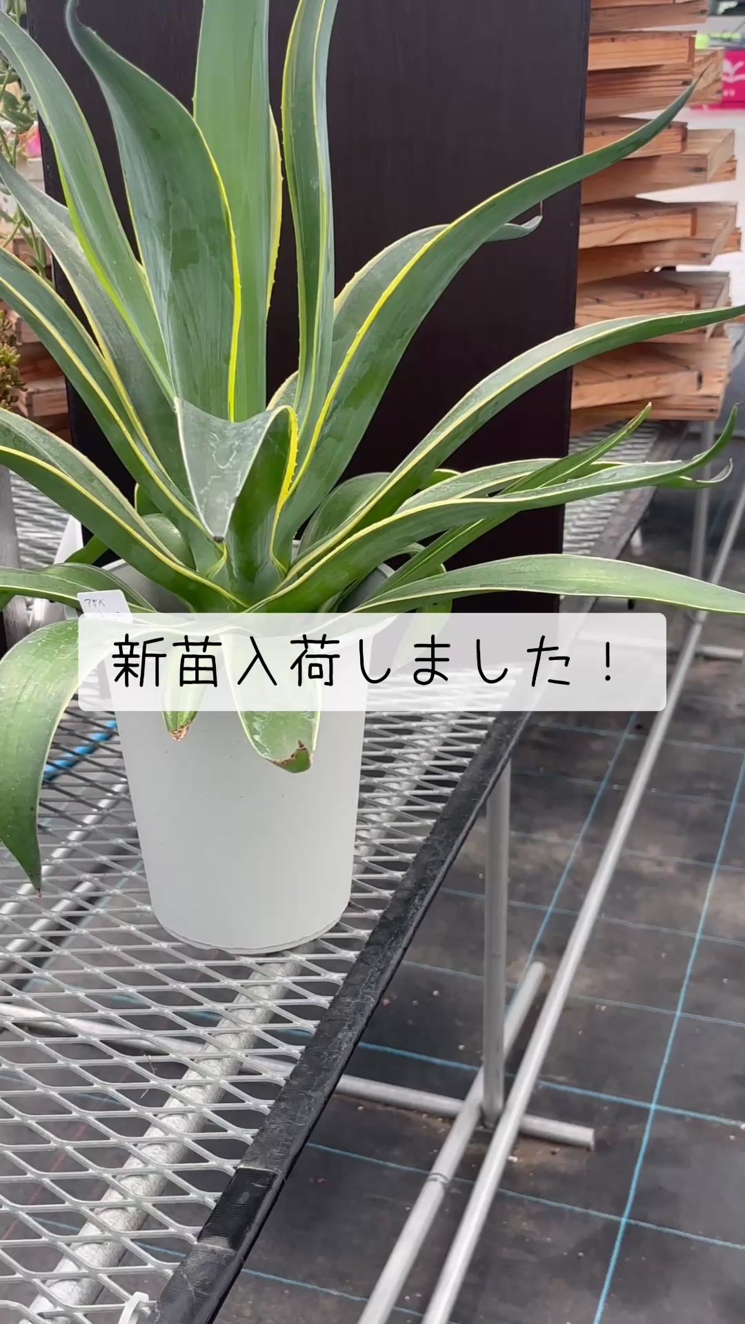 @さきゅまる～こぴとSHOP