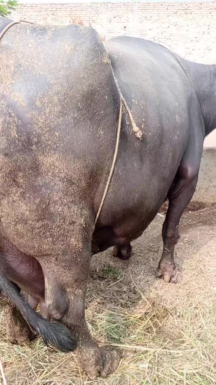 @Rashid Ullah