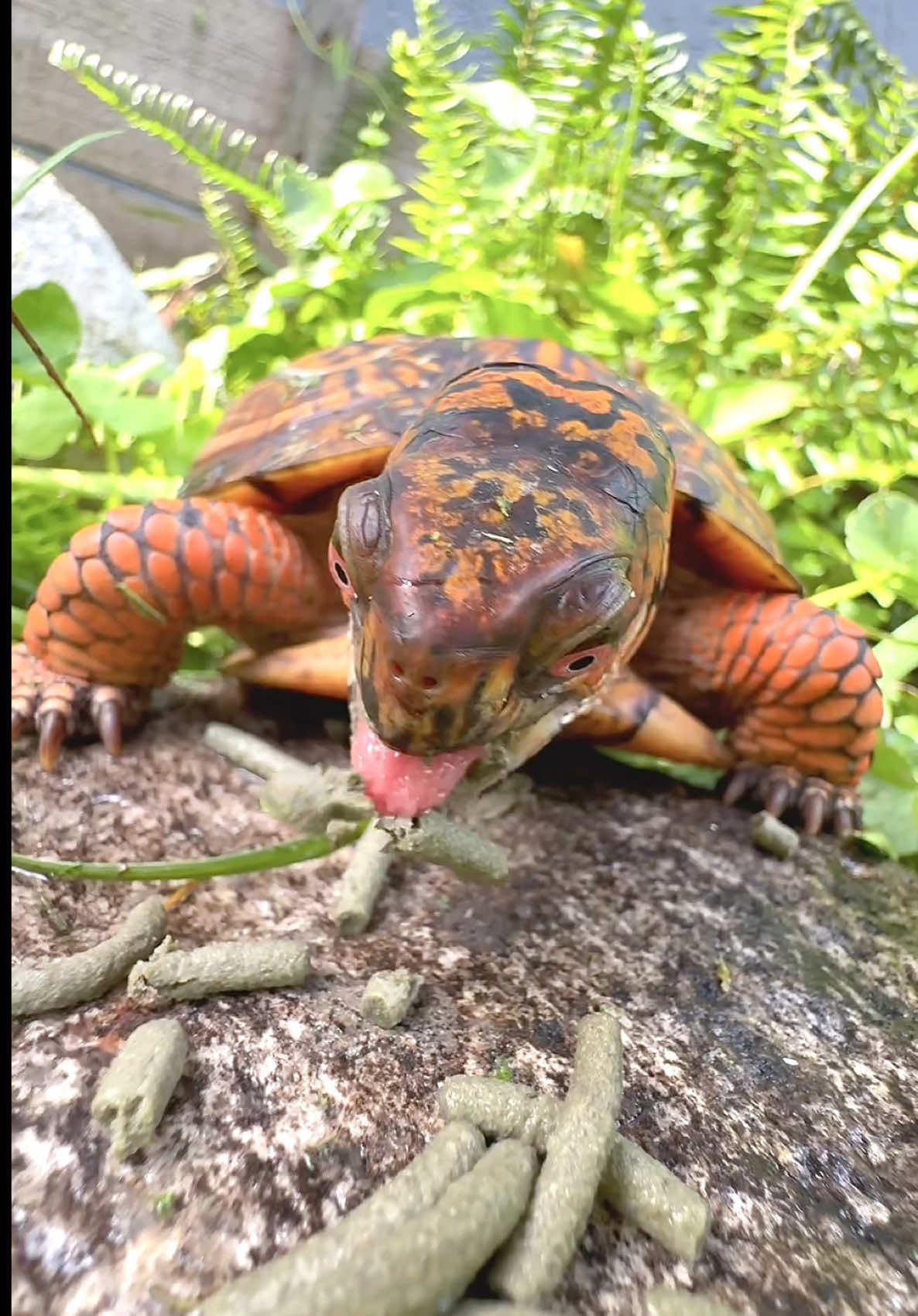 @Tommys_reptiles