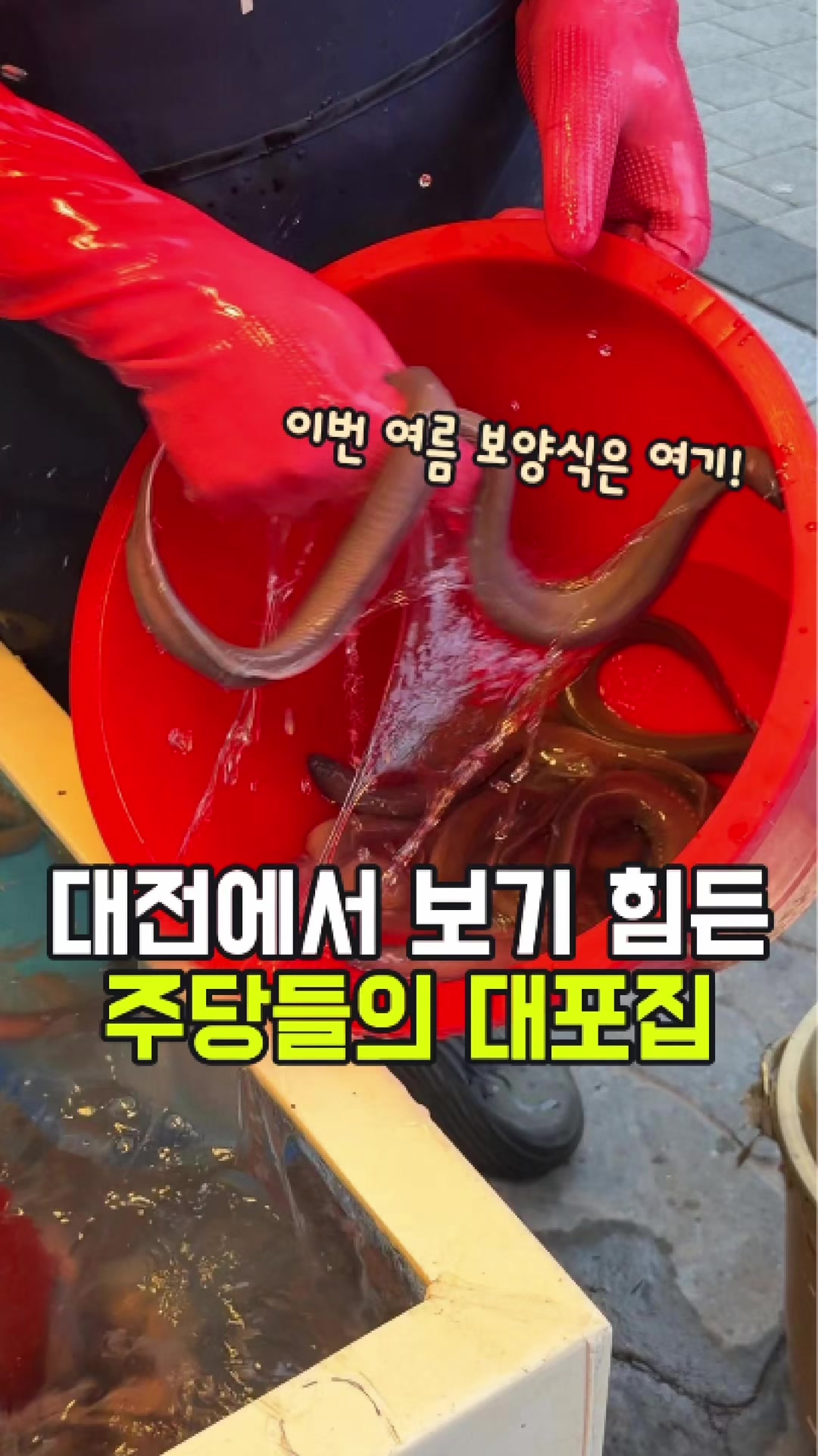 @대전토박이