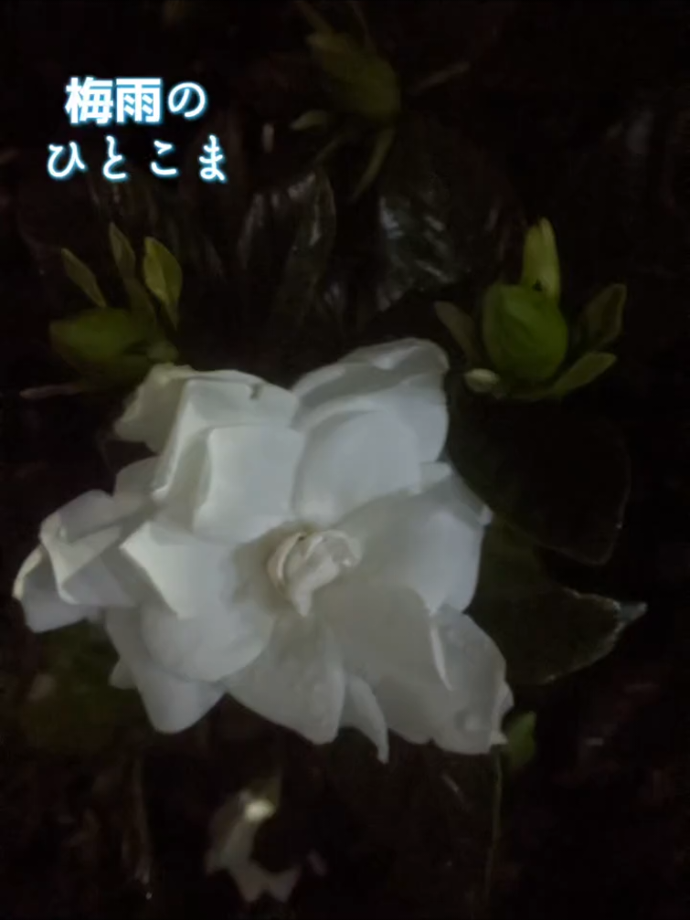 @向日葵