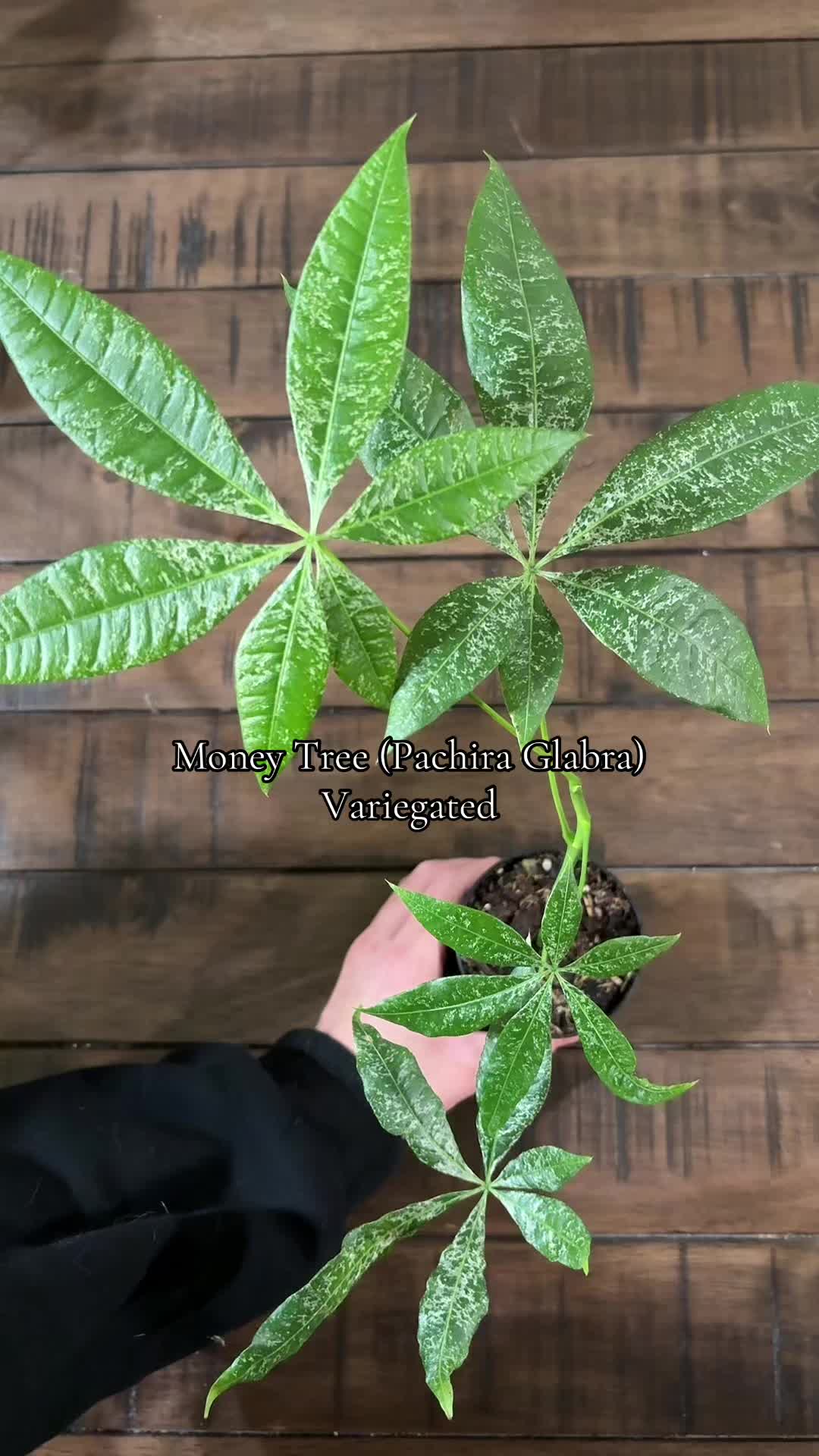 @Plant Girly Erin 🌱💚