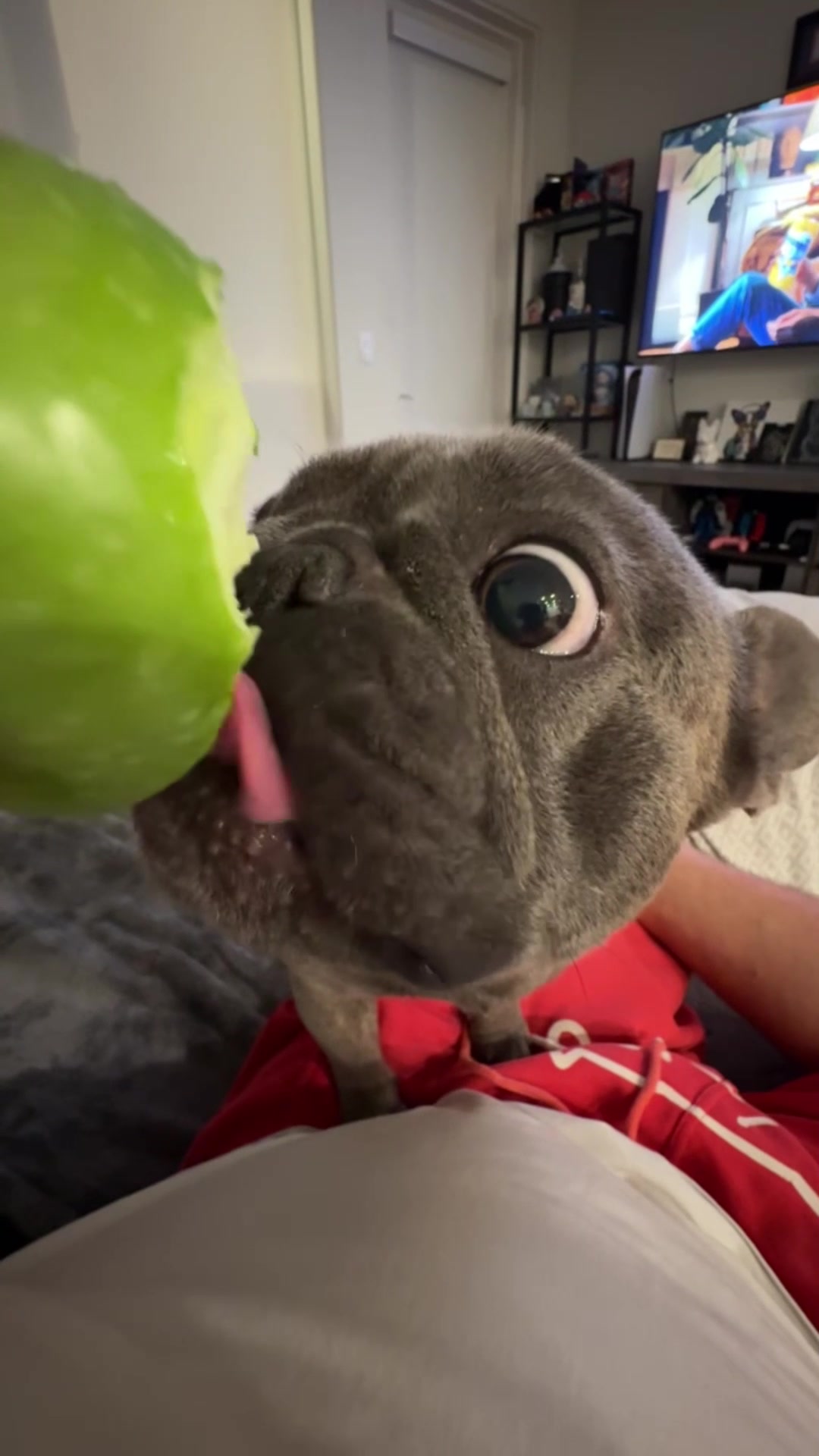 @Funny dogdia80