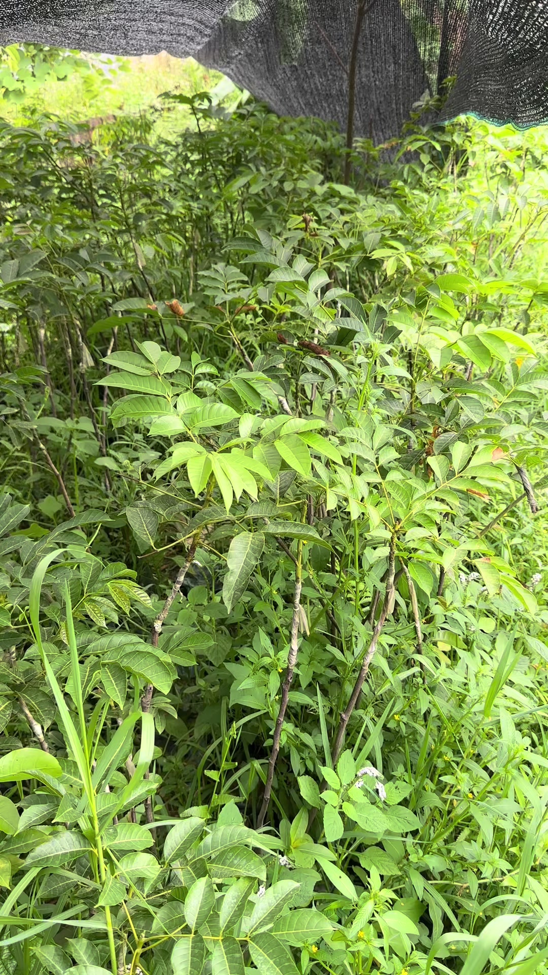 @Nhà Vườn Vũ Mai
