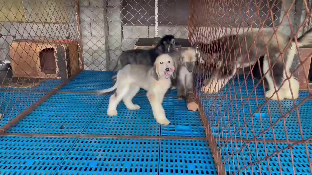 @JC Dog Republic