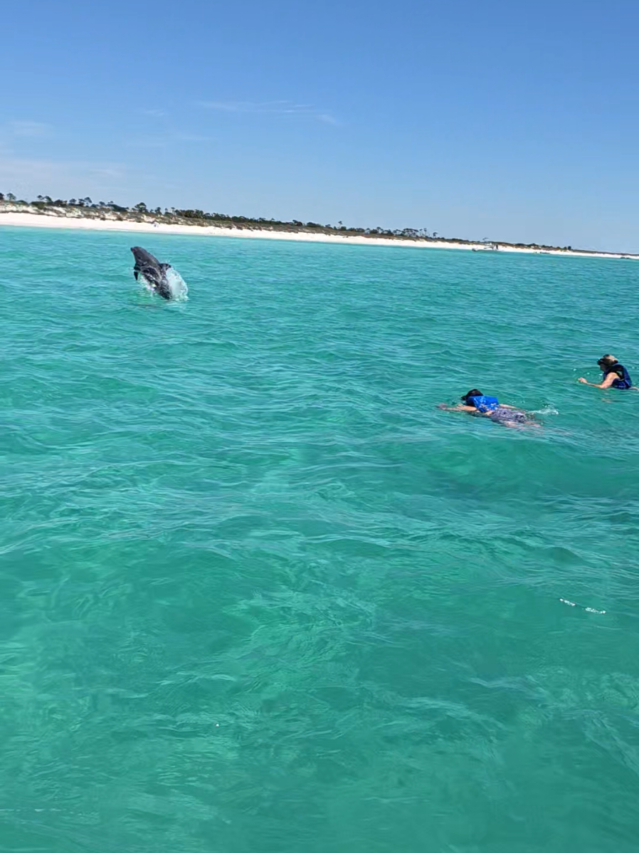 @Shell Island Dolphin Tours 🐬
