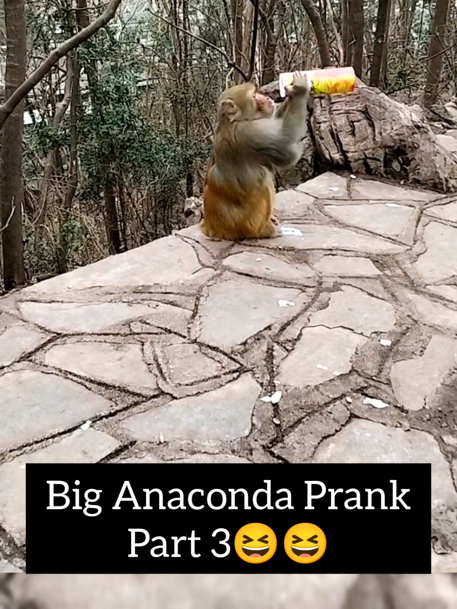 @Daily Monkey Fun