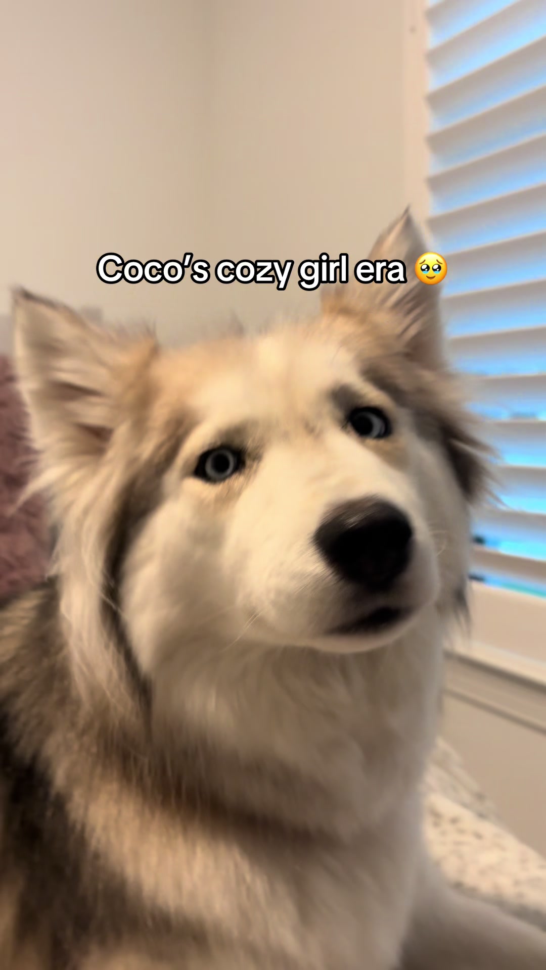 @lifewith2huskies