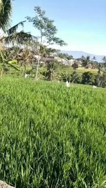 @Rajawali Sakti