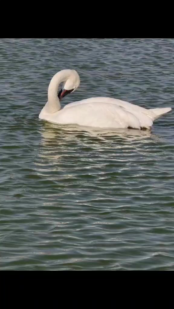 @नवराज पौडेल