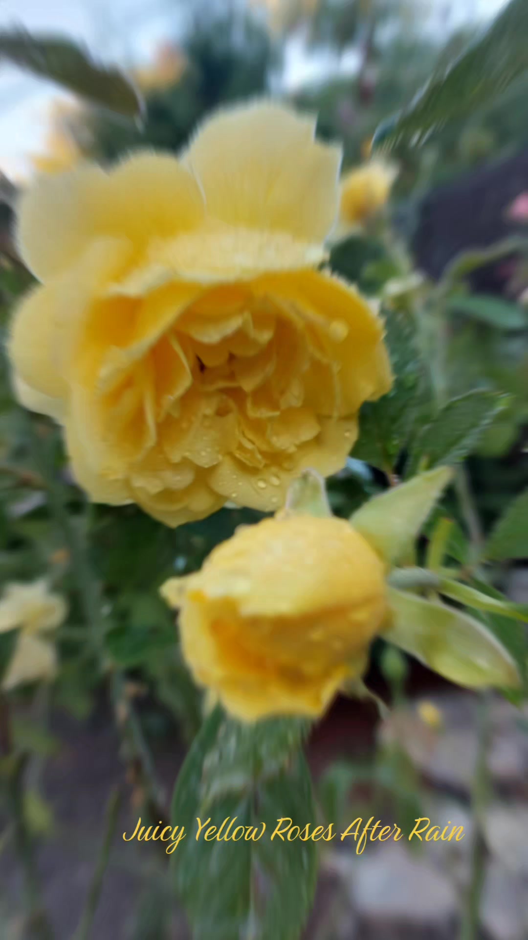 @QTZONE333