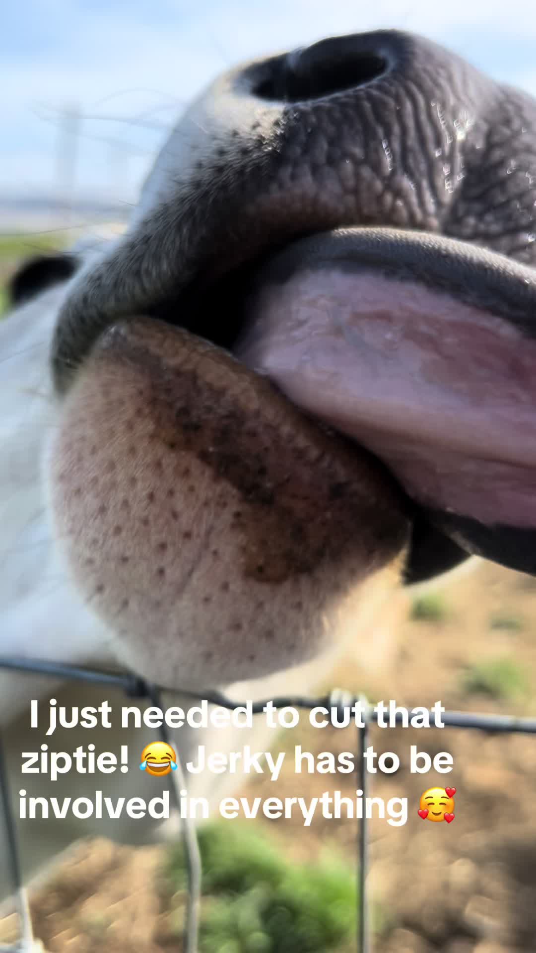 @WollamFarm