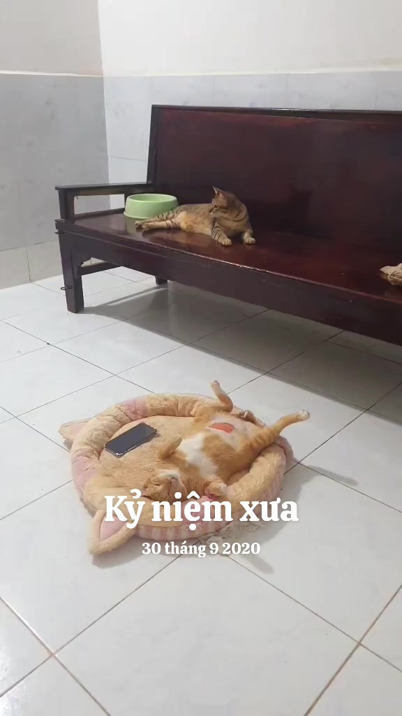 @Khế th&uacute;i