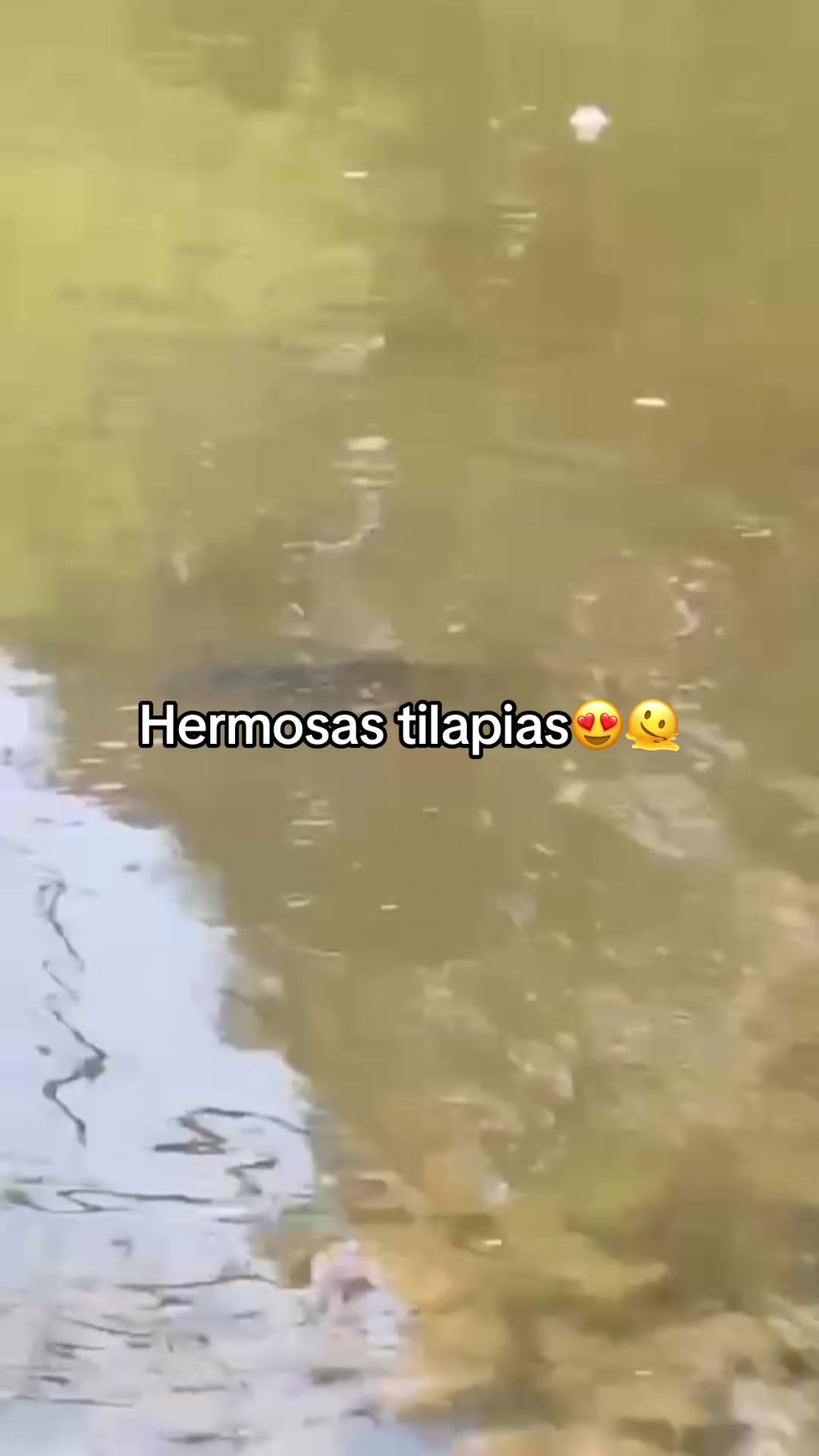 @Rosireina1