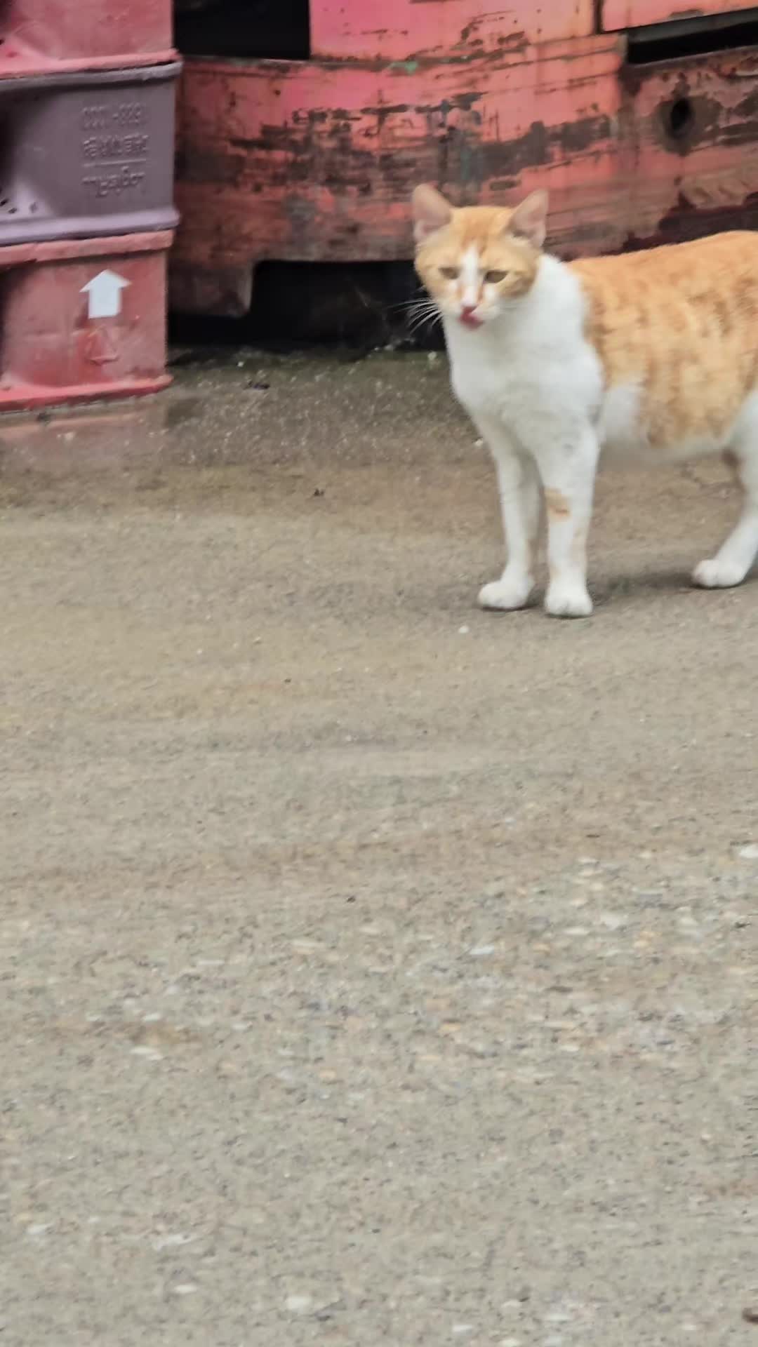 @고양이 형아