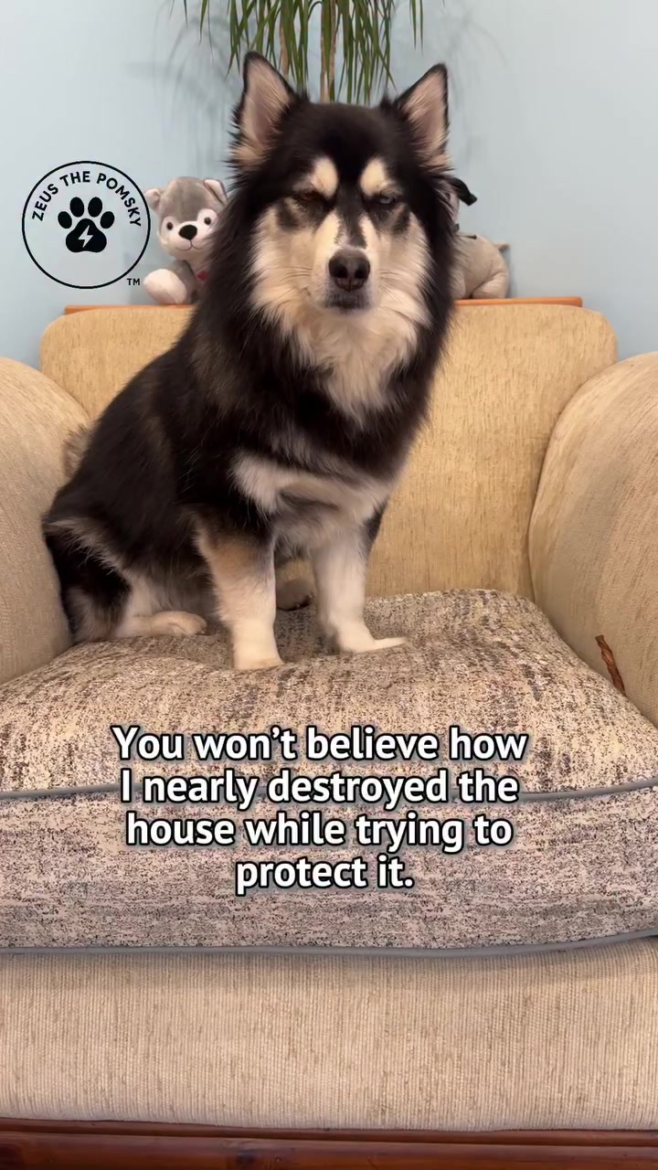 @Zeus the Pomsky🐾
