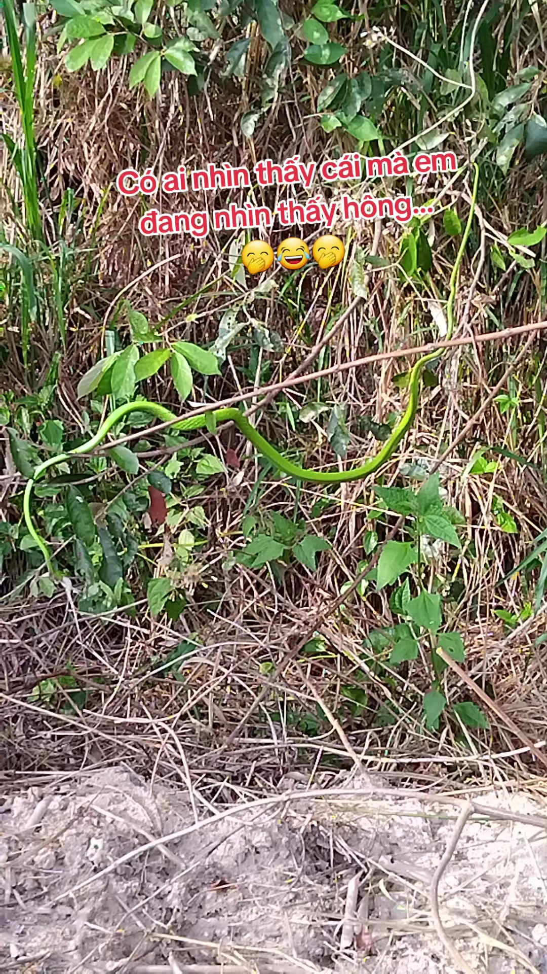 @MỘT ĐỜI AN NHIÊN(Đại Lâm Mộc)