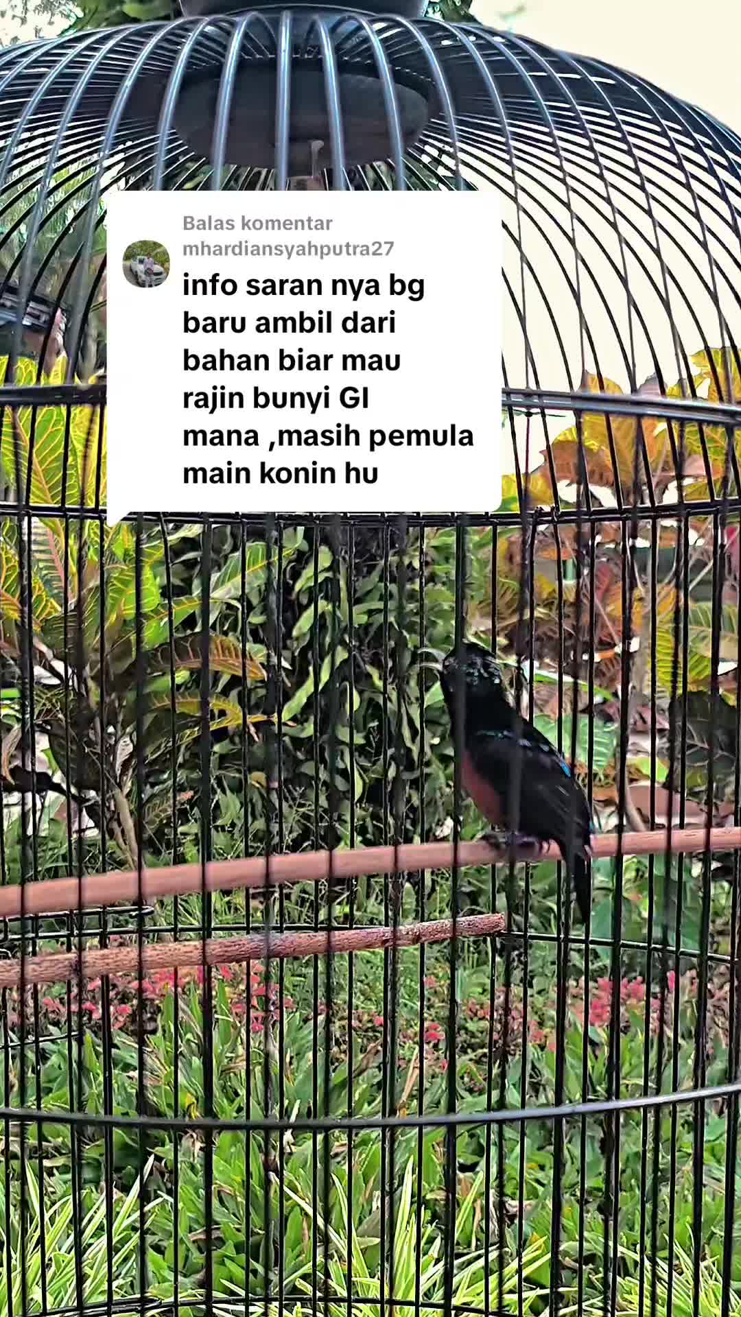 @banjarrayasquad