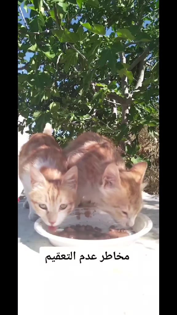 @wonderwoman Cats