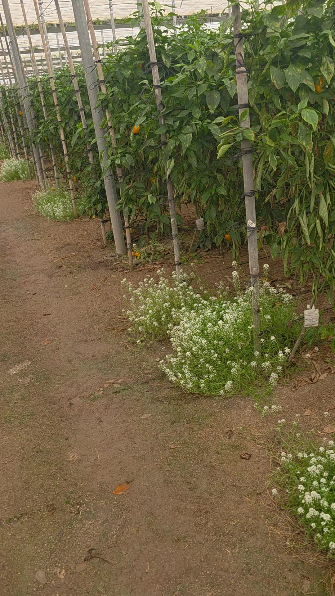 @El Extensionista del Agro