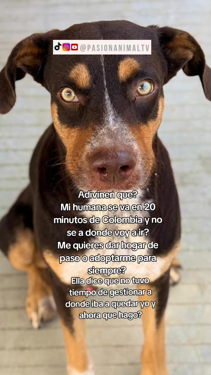 @Pasión Animal Tv
