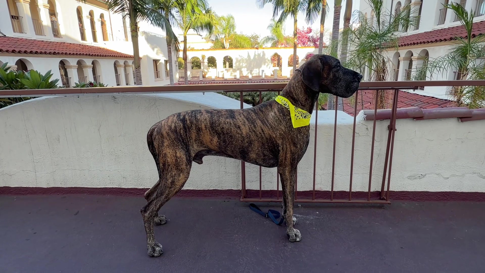 @Anders Bees Knees Great Dane