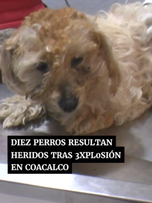 @Periódico Excélsior