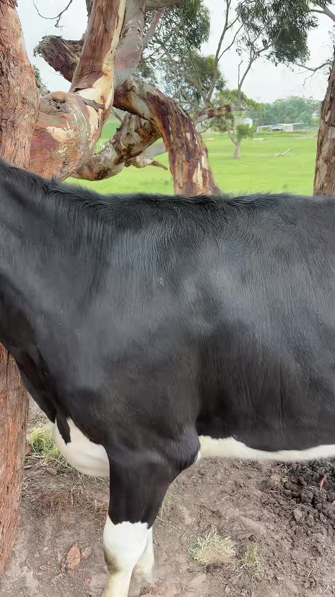 @Aussie dairy vics