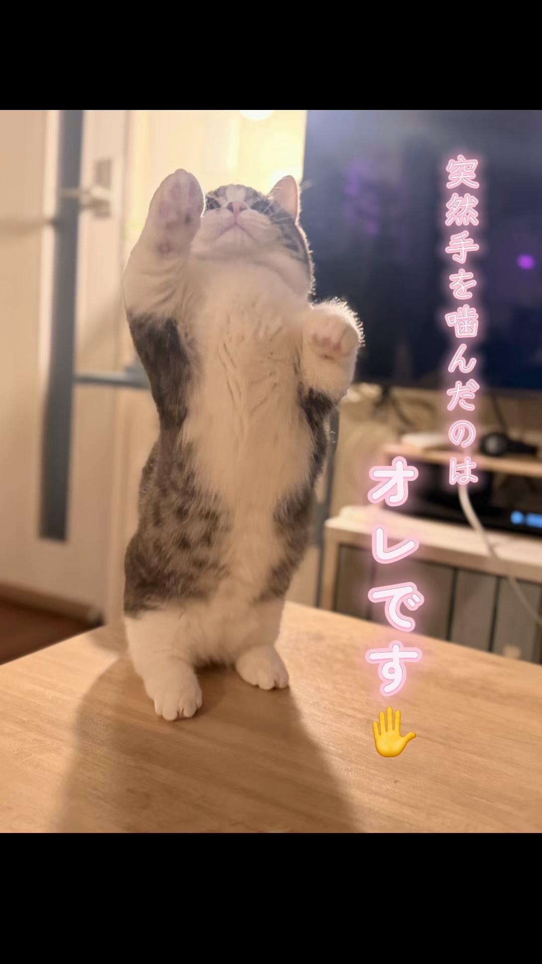@☆しじみ☆マンチカン