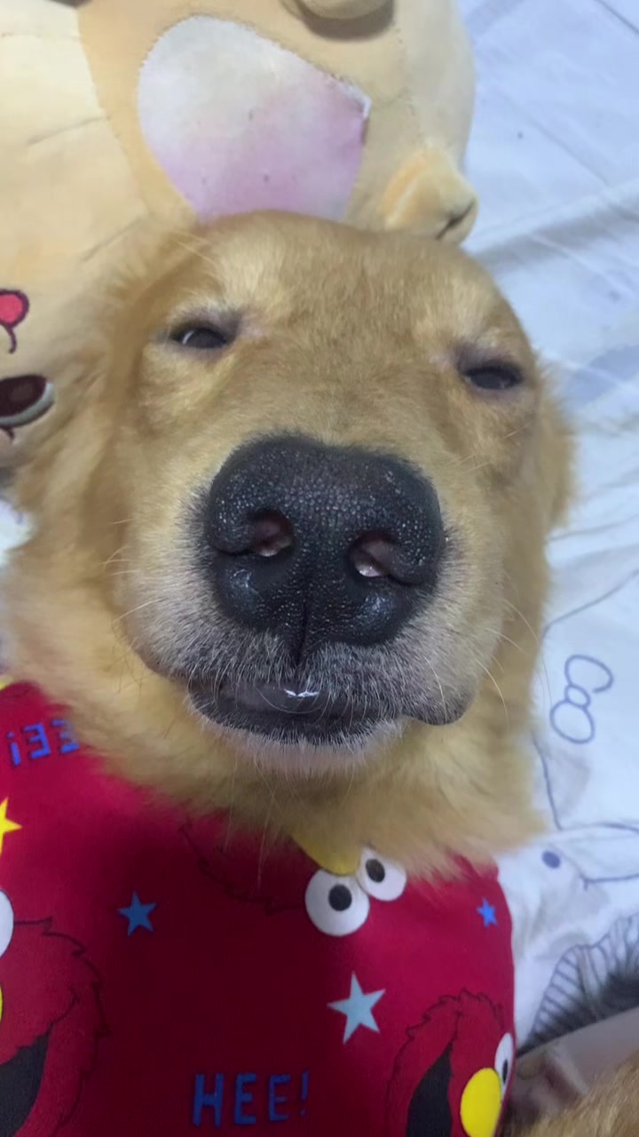 @Elmo 🐶