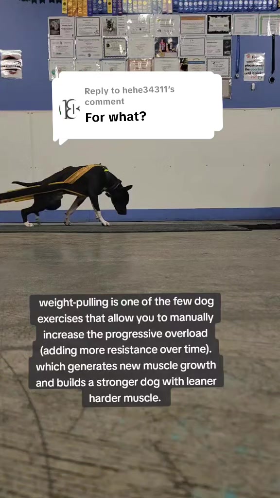 @Steph-RaisingHell.Hounds🇨🇦