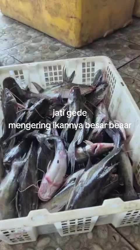 @KAZUO STORE 🇮🇩