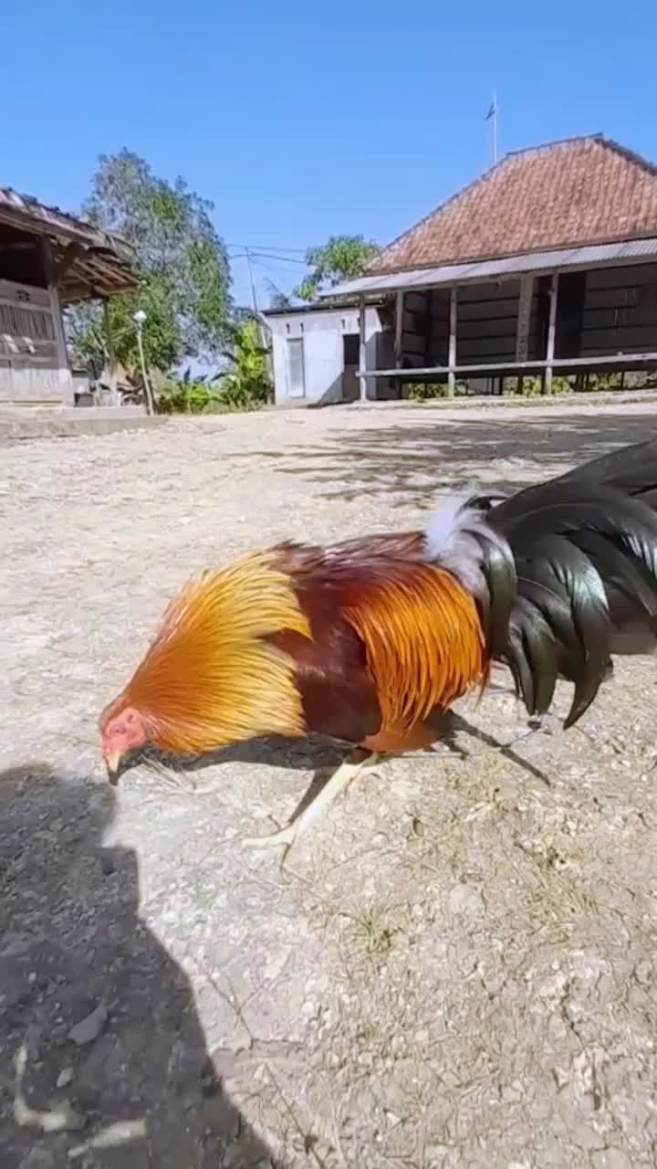 @R-K. FARM (MDR)