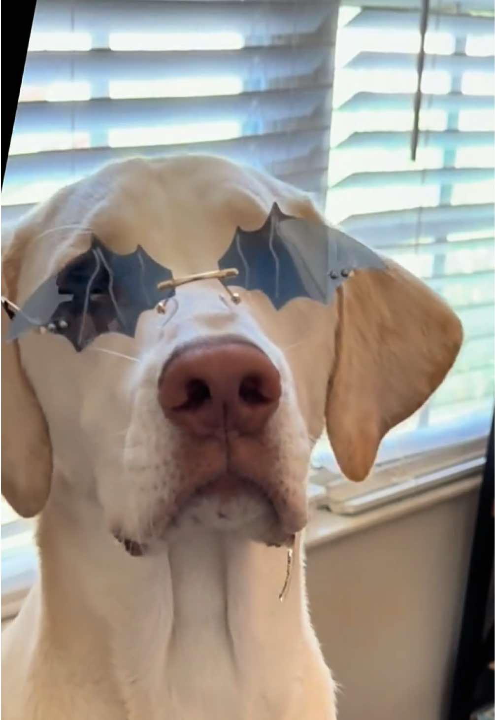 @AmandaT | Your Dog is COOL!