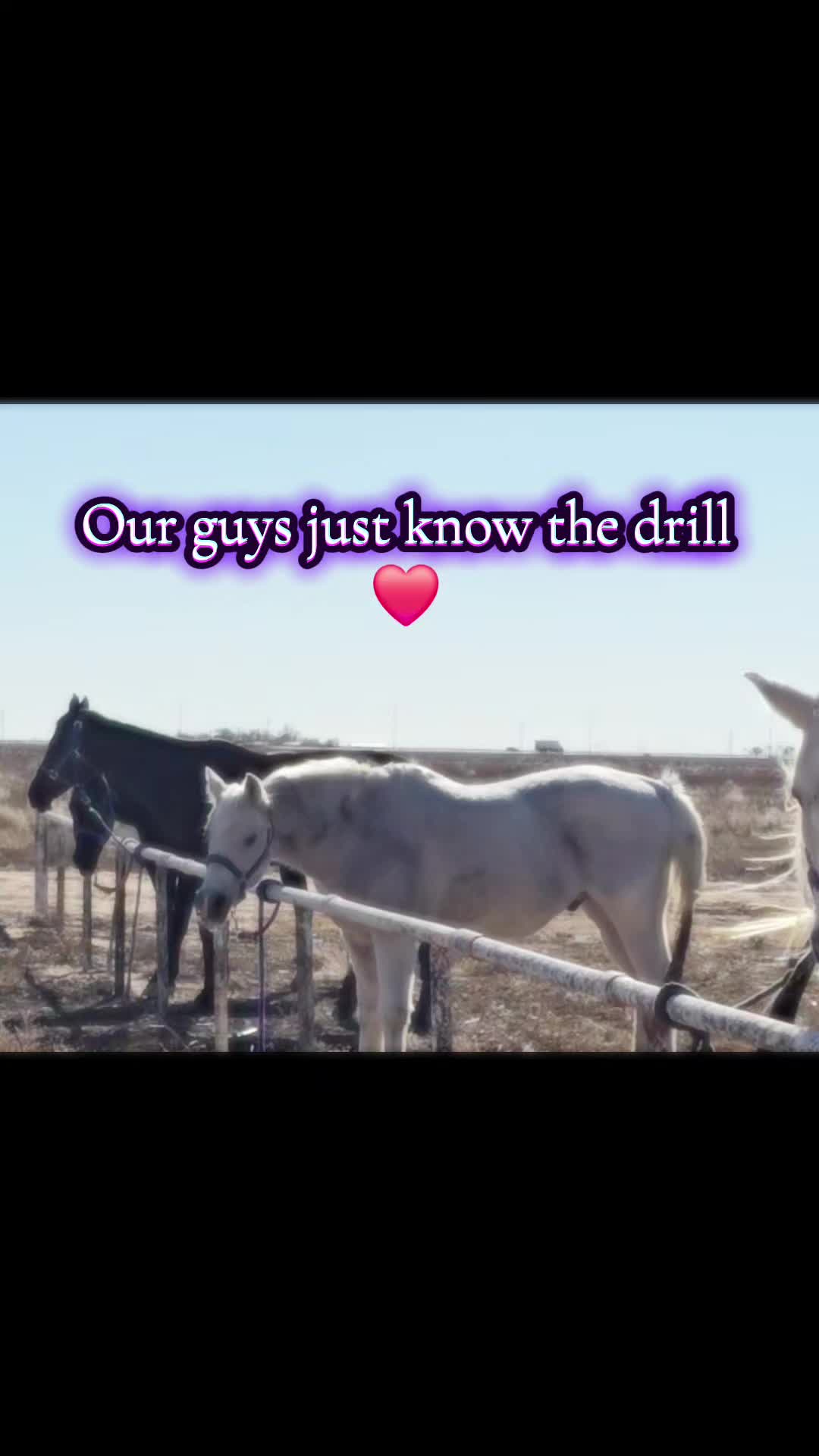 @VMD Performance Horses