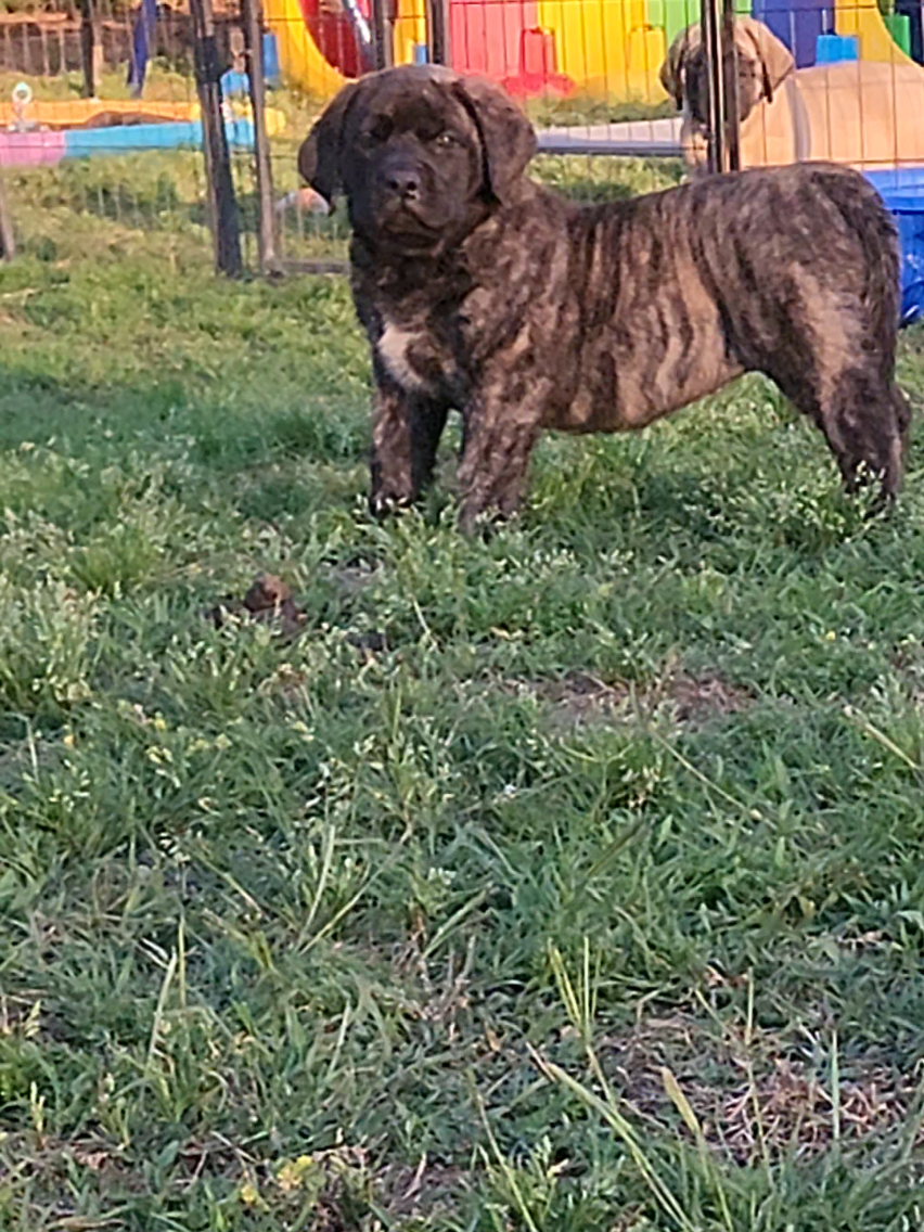 @Big Paw Mastiffs