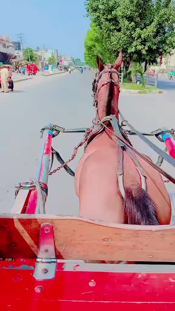 @ali Gujjar