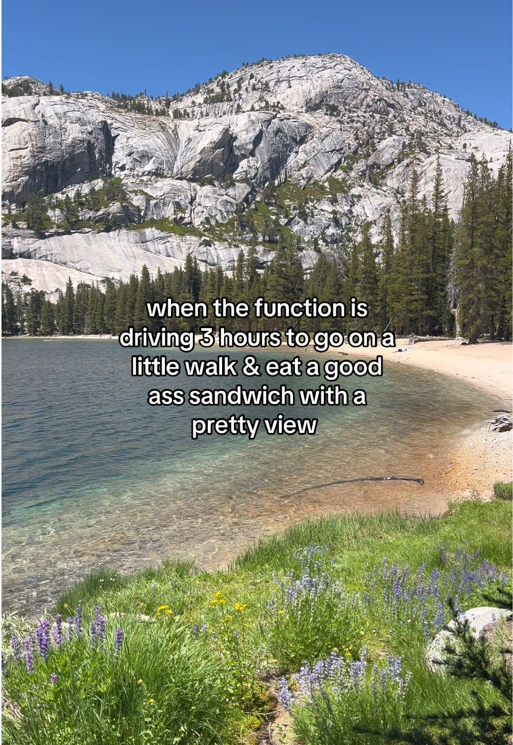 @🌲