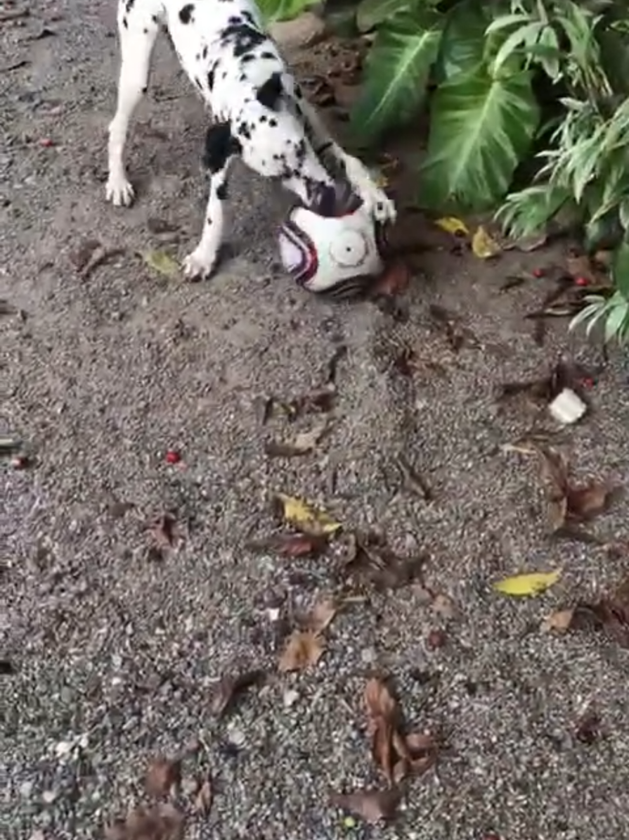 @tailsoffreedomsl