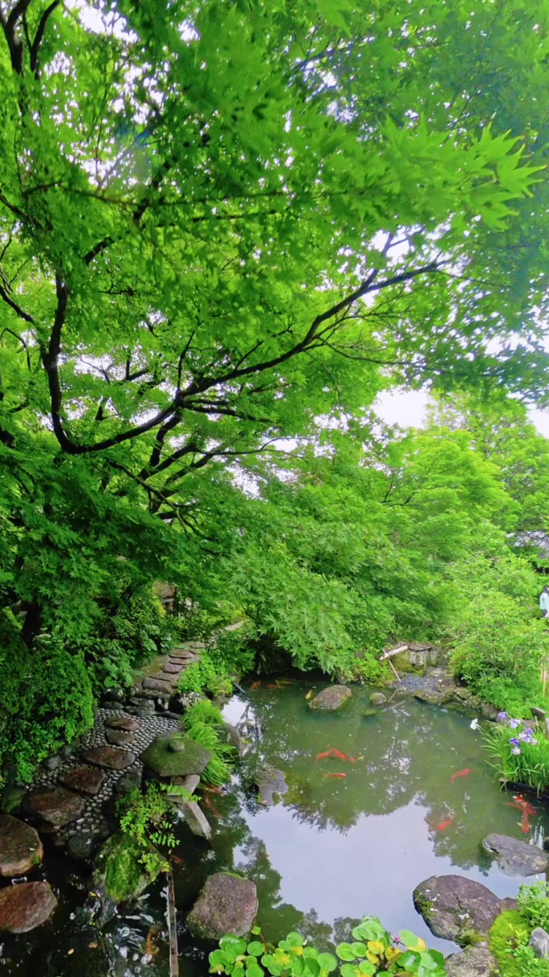 @machelinjapan