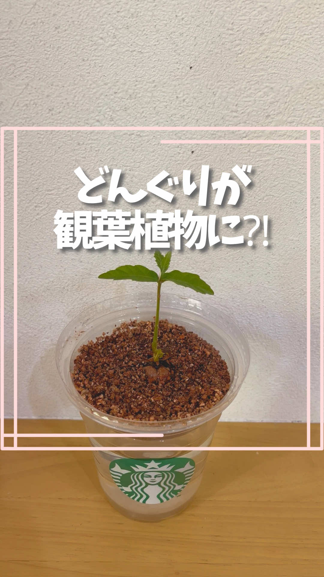 @はる|年間100種類の野菜を育てる3児のママ🍅