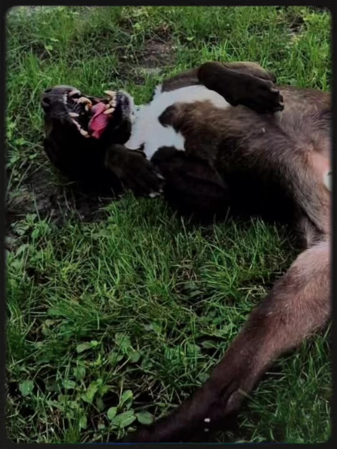@Pension.canine.Aguerin
