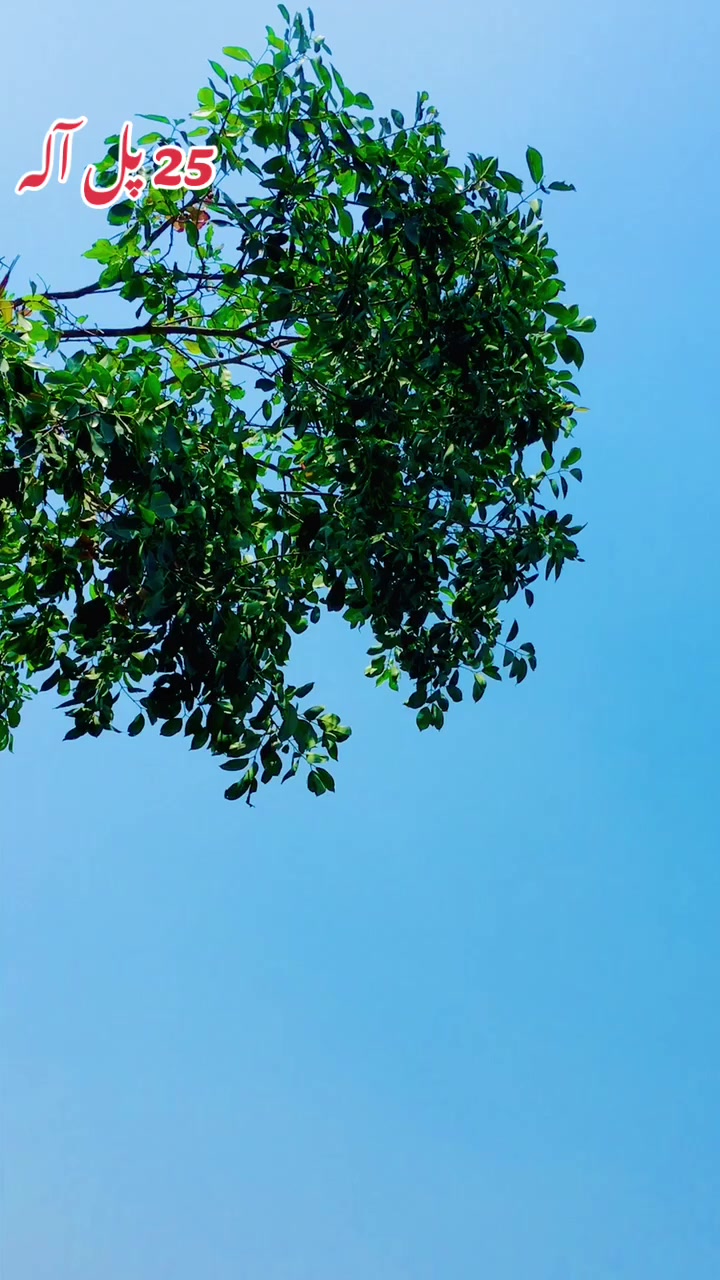 @شہزادہ رمضان بڑانہ سیال 25 پل