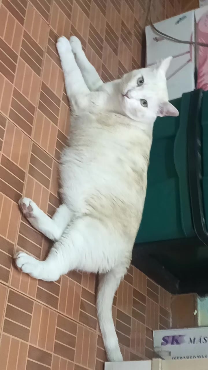 @ya1147