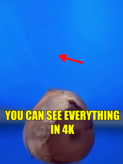 @Slapped Ham