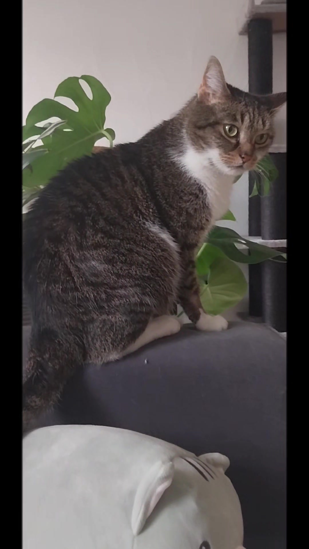 @Scotty🐱🐾🐱🐾 🐱🐾🐱🐾🐱🐾