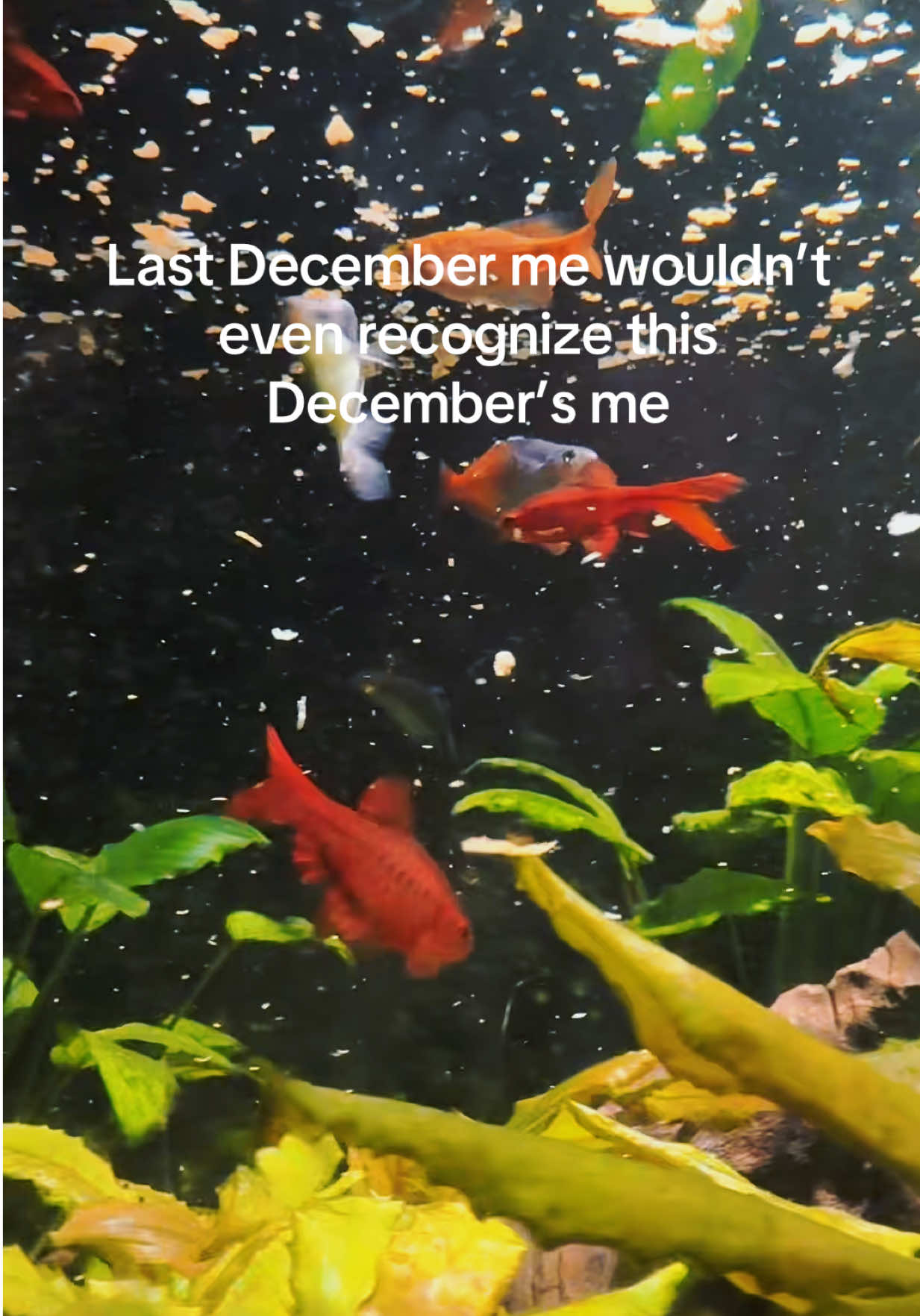 @SimpAquatics