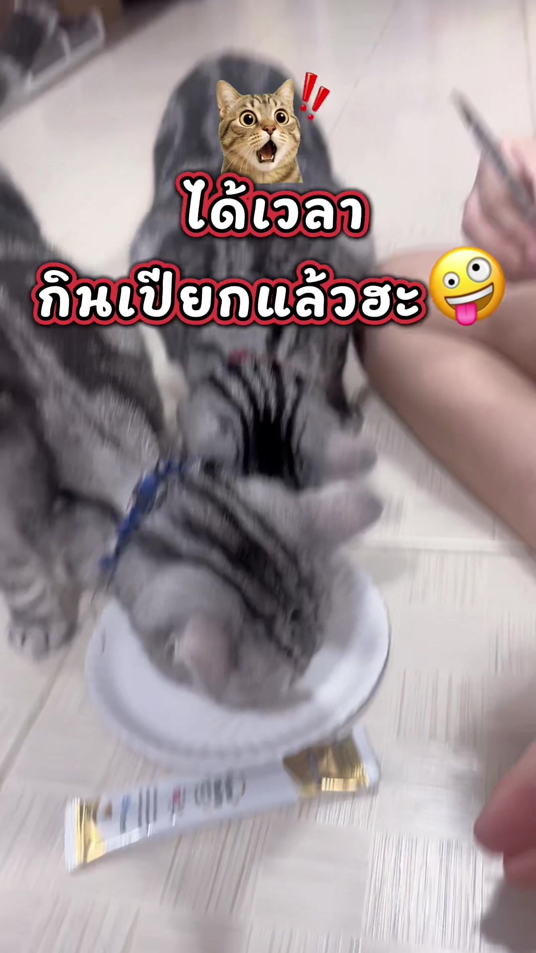 @เซลล์เจี๊ยบ เต้นท์มังกร(พัทยา)