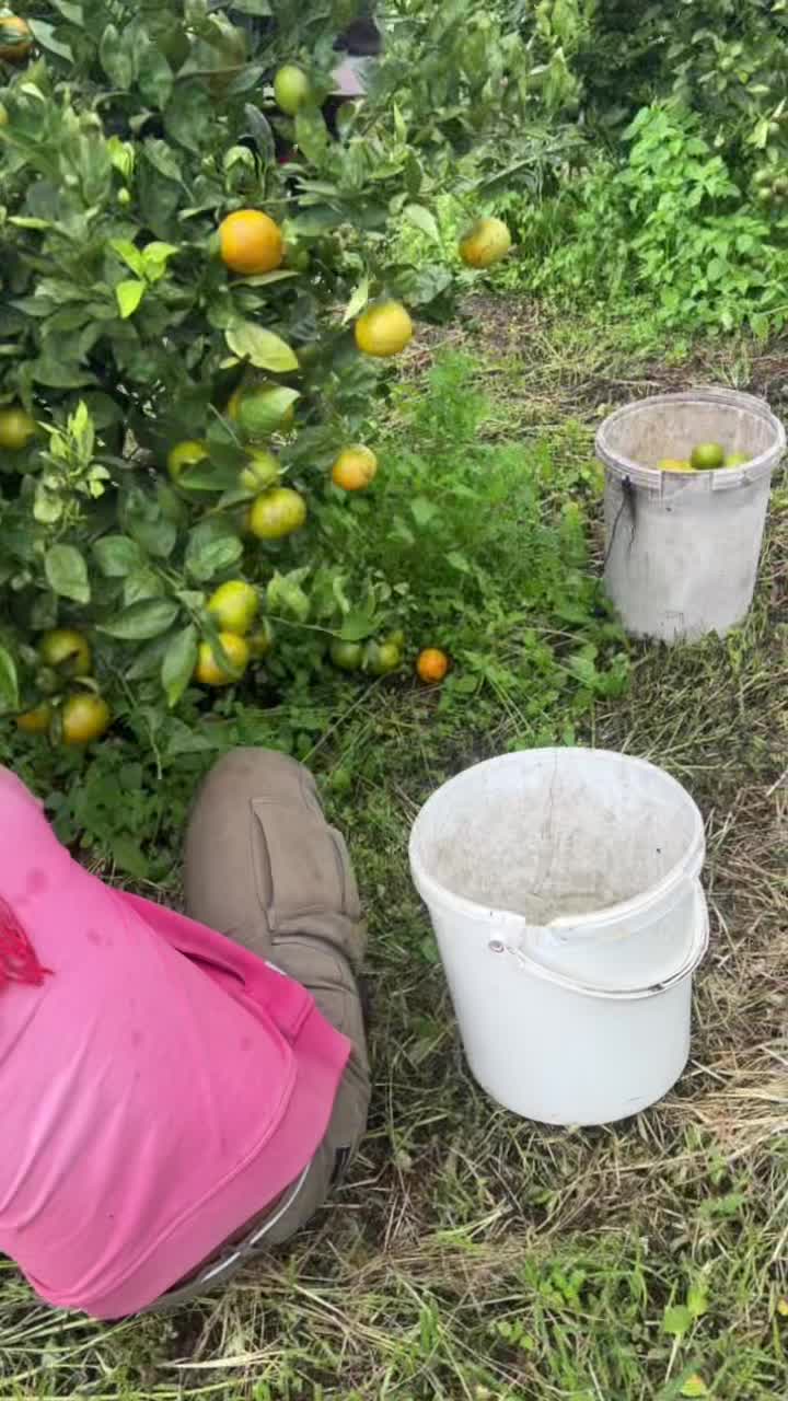 @Anakpetani🍊
