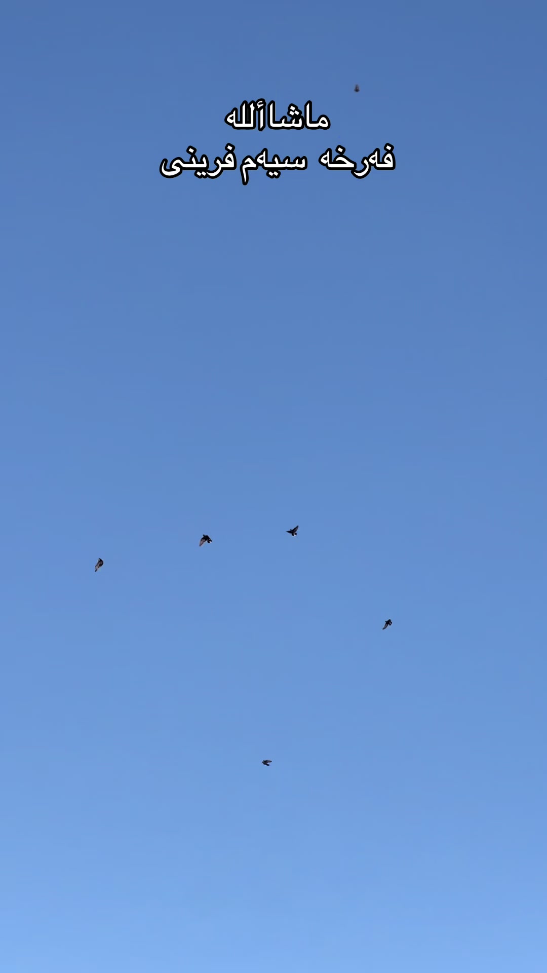 @بادينان فاو